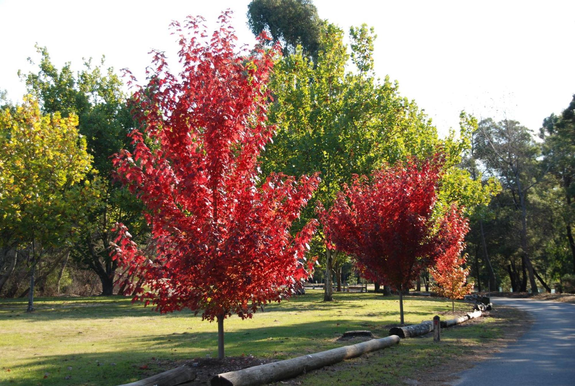 Beechworth Lake Sambell Caravan Park Buitenkant foto